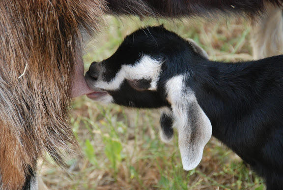 Yarok Az - Ecolodge Farm Ilaniya ภายนอก รูปภาพ