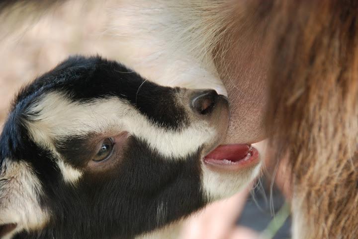 Yarok Az - Ecolodge Farm Ilaniya ภายนอก รูปภาพ